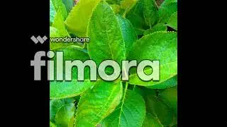 Filmora