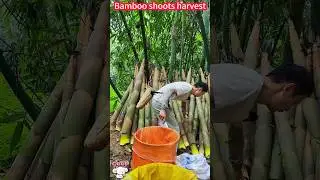 Grow bamboo shoots full, fast cutting processing,  crisp and sweet taste。    種植竹筍收滿，快速切割加工，一削即好，脆甜可口