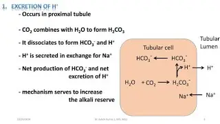 Mechanism by Which kidney Maintain H+ (Hydrogen ion) Homeostasis
