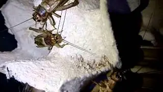 Crickets