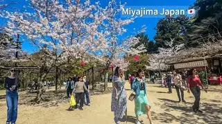 Beautiful Miyajima Island Walk in Stunning 4K 