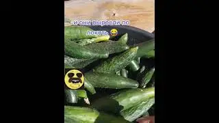 Скоро. Огурцы, огород. Максометр.