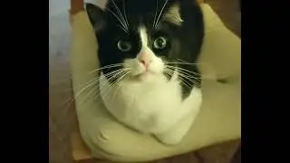 meow