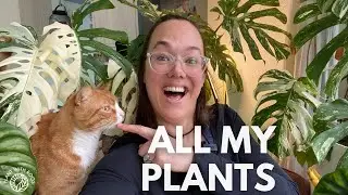 All my plants - Houseplant Tour feb 2022 | Plant with Roos