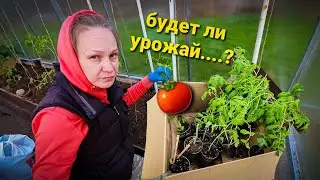 🔴РИСКУЕМ ОСТАТЬСЯ БЕЗ УРОЖАЯ!ПОГИБЛА РАССАДА!🍎🫑🌶
