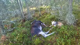 Moose Drive Hunt 