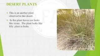 WHY DESERT PLANT HAVING SMALL LEAVES | ( എന്തുകൊണ്ടാണ് മരുഭൂമിയിലെ ചെടിക്ക് ചെറിയ ഇലകൾ ഉള്ളത്)