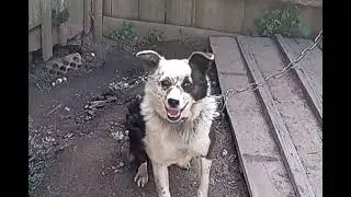 Наши выходные, поездка в деревню, новые жильцы... Было здорово!!!