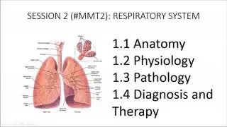 Medicine for medical translators 2: Respiratory system