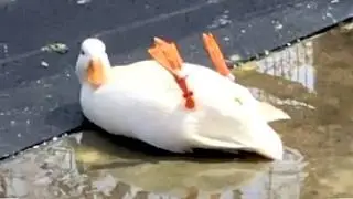 It's TIME for SUPER LAUGH! Best FUNNY ANIMAL videos