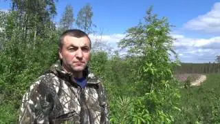 Глухаринные тока