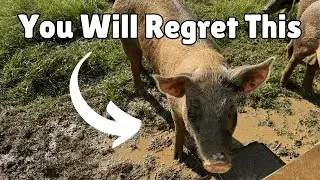 I REGRET Buying Pigs