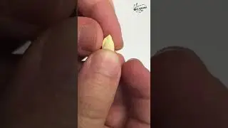 The Easiest Lemon Seed Germination Method