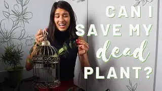 I SAVED MY DEAD JASMINE PLANT! | How to Revive a Dry House Plant