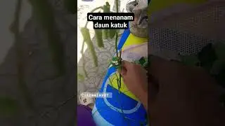 CARA menanam daun katuk #daunkatuk