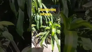 Good Morning Everyone#shortsyoutube #shortvideo #shorts
