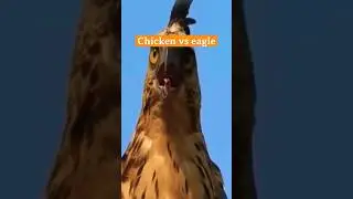 Chicken vs eagle 