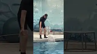 The beluga whale Show | Antalya 