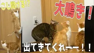 飼い主が部屋に引きこもったら猫たちが必死に呼びかけてきた！！