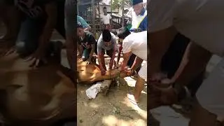 PROSES PENYEMBELIHAN HEWAN KURBAN DI MADURA