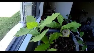 Oak seedlings time lapse (one month of growth)