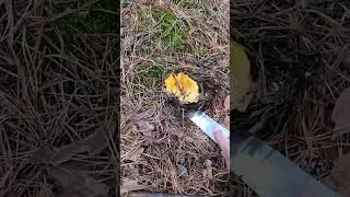 Как правильно срезать грибы 