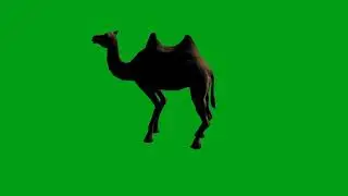 Camel idle green screen video | Copyright Free
