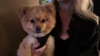 Pomeranian puppy at dinner