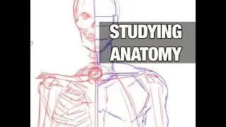 studying anatomy for artists