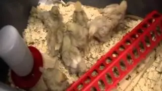 Baby Chicks first treats Buff Orpington Chickens 2 wks old 3-18-13