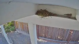 Bird Family 002