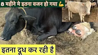 8 महीने मे इतना वजन हो गया 💪 8 Months old heifers wait #wwsheifers