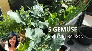 5 vegetables for beginners that you can sow and plant on your balcony in June