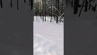 Рыжая собака носится вдалеке