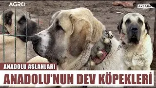 Anadolu'nun Dev Köpeği Aksaray Malaklısı! Barış Çiçek - Anadolu Aslanları