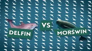 Delfin vs. morświn [Czym to się rożni #8]