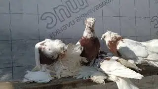 Узбекские бойные голуби Чечни ( в гостях у Эми Бабуева)