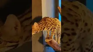 Самые красивые кошки!Леопарды!Есть свободные алк#алкф1 #бенгалф1#бенгал#леопард #дикиекошкидлядома