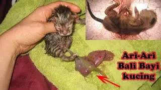 CARA BENAR MEMOTONG ARI-ARI KUCING YANG TIDAK DIMAKAN INDUKNYA