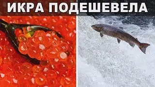 Рыбаки купаются в деньгах
