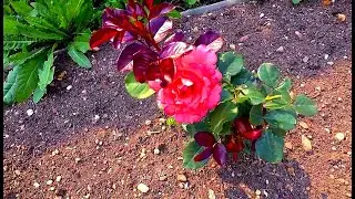 Удобрение для роз/Fertilizer for roses