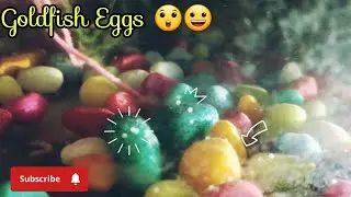 1Day Old Goldfish Eggs | PART 1#goldfishbreeding #goldfishbaby #goldfisheggcare #breeding #aquarium