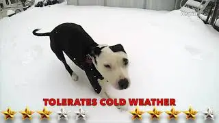 Doberman vs Pitbull Dövüşü