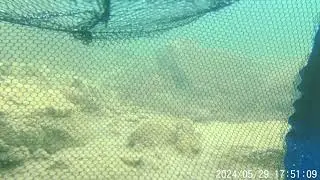 ускоренное видео из раколовки ! приближение клешни 🧜‍♂️