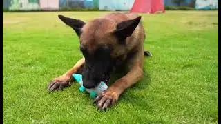 #dog Pet Chew Toy