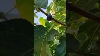 Как растёт инжир в Италии