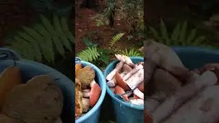 спогади як я гриби  збирав