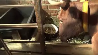 Забава заболела и что мы делаем не так...