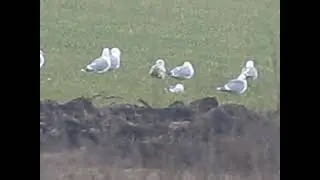чайки сбежали от войны  или  ?