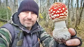 Мухоморы! Или зачем я их собираю ...